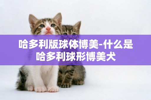 哈多利版球體博美-什么是哈多利球形博美犬