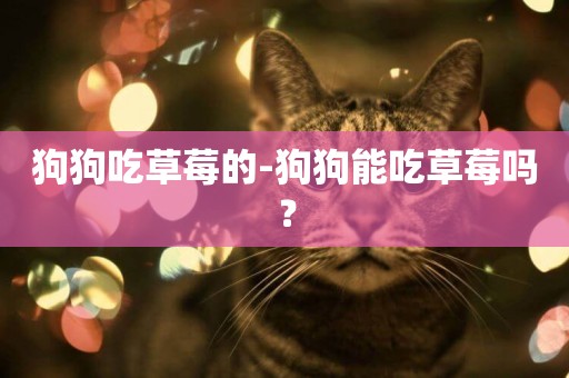 狗狗吃草莓的-狗狗能吃草莓嗎？
