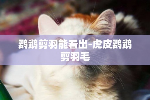 鸚鵡剪羽能看出-虎皮鸚鵡剪羽毛