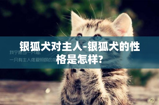 銀狐犬對主人-銀狐犬的性格是怎樣?