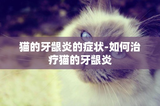 貓的牙齦炎的癥狀-如何治療貓的牙齦炎
