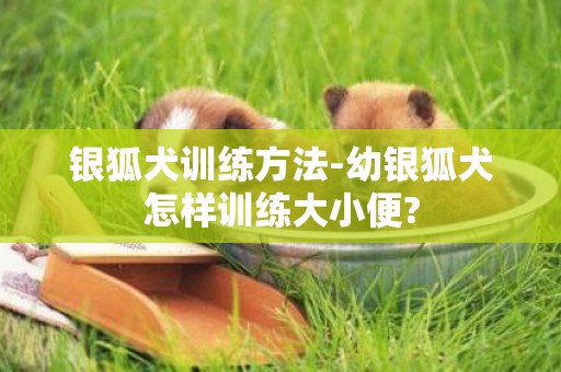 銀狐犬訓練方法-幼銀狐犬怎樣訓練大小便?