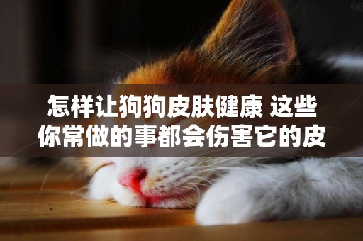 怎樣讓狗狗皮膚健康 這些你常做的事都會傷害它的皮膚
