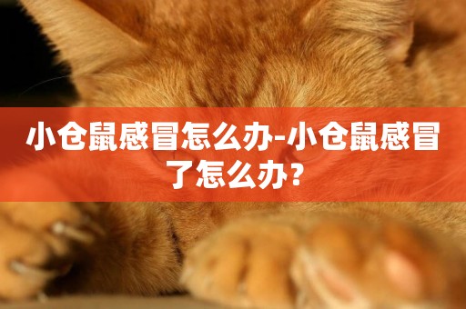 小倉鼠感冒怎么辦-小倉鼠感冒了怎么辦？