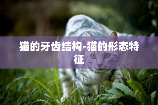 貓的牙齒結構-貓的形態特征