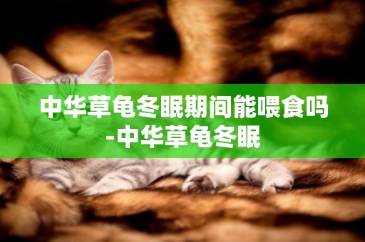 中華草龜冬眠期間能喂食嗎-中華草龜冬眠