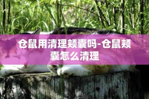 倉鼠用清理頰囊嗎-倉鼠頰囊怎么清理