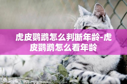 虎皮鸚鵡怎么判斷年齡-虎皮鸚鵡怎么看年齡