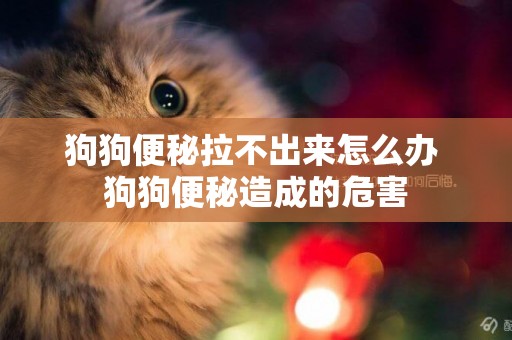 狗狗便秘拉不出來怎么辦 狗狗便秘造成的危害
