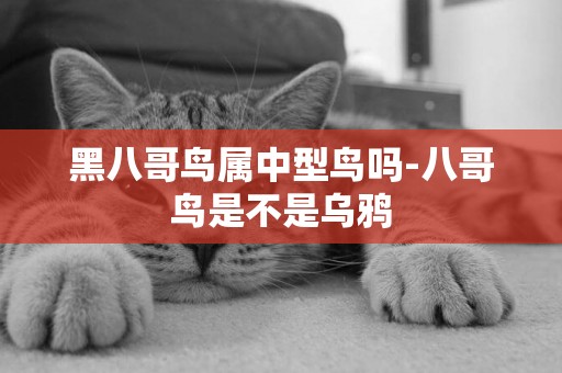 黑八哥鳥屬中型鳥嗎-八哥鳥是不是烏鴉