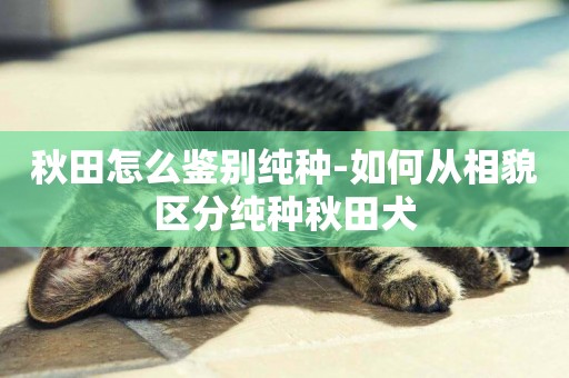 秋田怎么鑒別純種-如何從相貌區分純種秋田犬