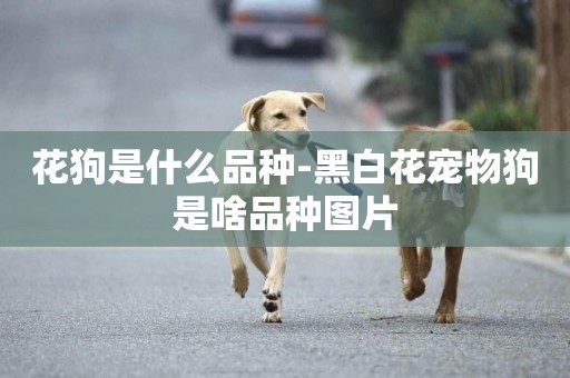 花狗是什么品種-黑白花寵物狗是啥品種圖片