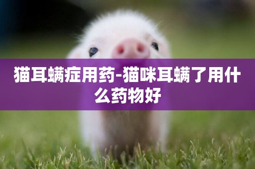 貓耳螨癥用藥-貓咪耳螨了用什么藥物好
