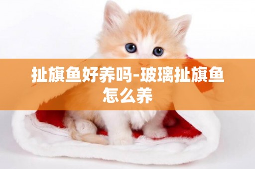 扯旗魚好養嗎-玻璃扯旗魚怎么養