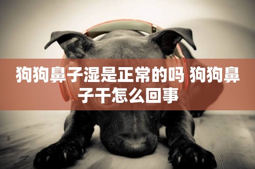 狗狗鼻子濕是正常的嗎 狗狗鼻子干怎么回事