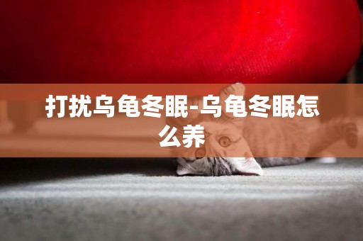 打擾烏龜冬眠-烏龜冬眠怎么養