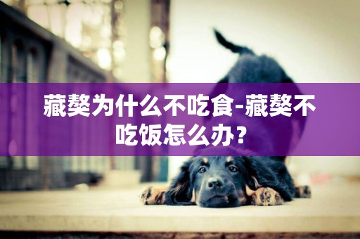 藏獒為什么不吃食-藏獒不吃飯怎么辦？