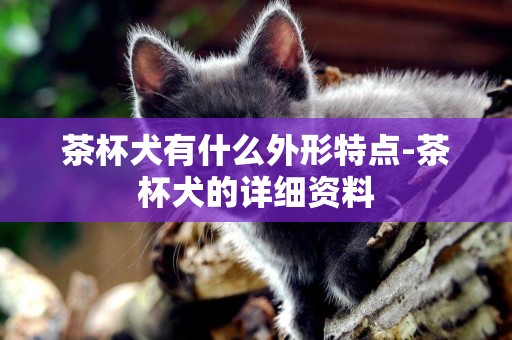 茶杯犬有什么外形特點-茶杯犬的詳細資料