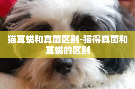 貓耳螨和真菌區別-貓得真菌和耳螨的區別
