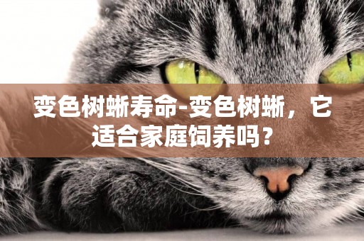 變色樹蜥壽命-變色樹蜥，它適合家庭飼養嗎？