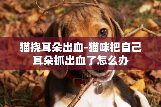 貓撓耳朵出血-貓咪把自己耳朵抓出血了怎么辦