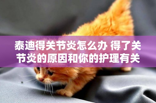 泰迪得關節炎怎么辦 得了關節炎的原因和你的護理有關系沒