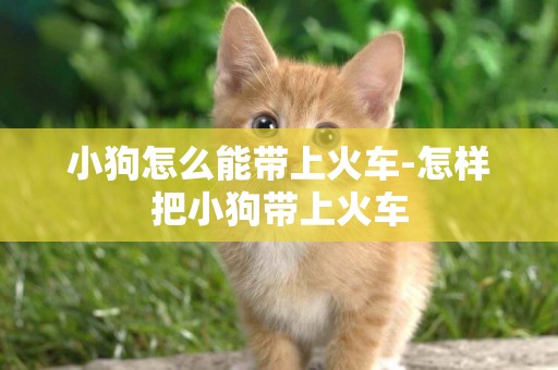 小狗怎么能帶上火車-怎樣把小狗帶上火車