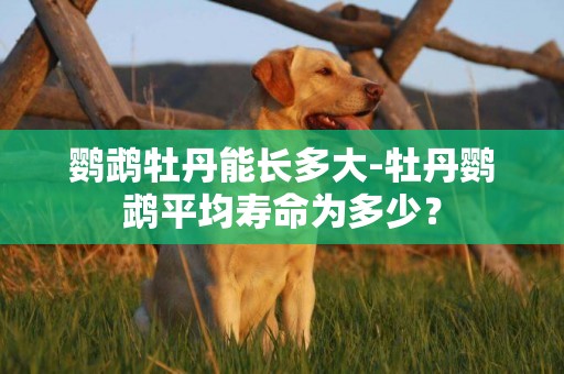 鸚鵡牡丹能長多大-牡丹鸚鵡平均壽命為多少？