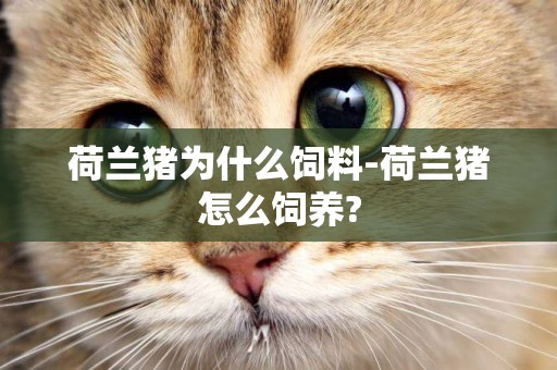 荷蘭豬為什么飼料-荷蘭豬怎么飼養?