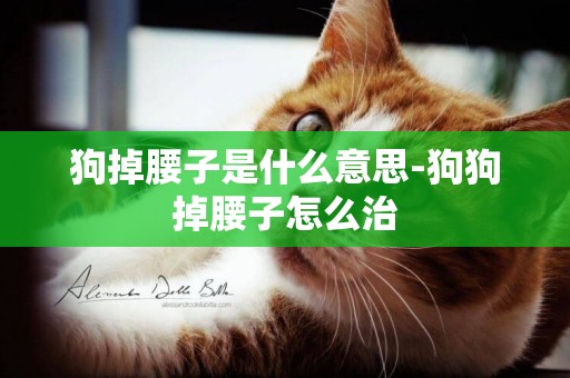 狗掉腰子是什么意思-狗狗掉腰子怎么治