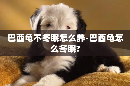 巴西龜不冬眠怎么養-巴西龜怎么冬眠?