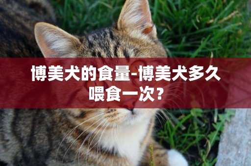 博美犬的食量-博美犬多久喂食一次？