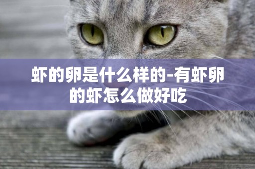 蝦的卵是什么樣的-有蝦卵的蝦怎么做好吃