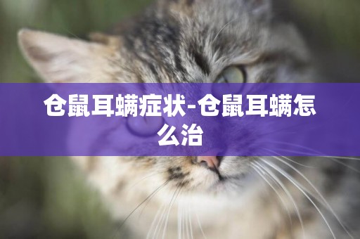 倉鼠耳螨癥狀-倉鼠耳螨怎么治