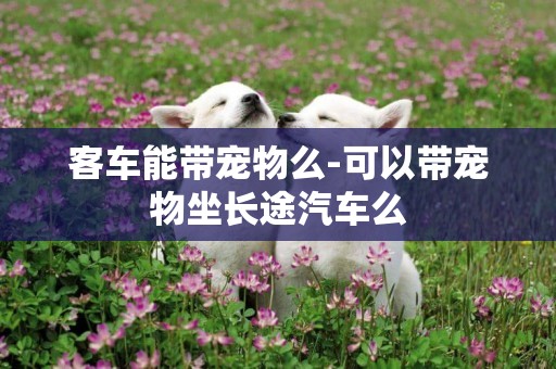 客車能帶寵物么-可以帶寵物坐長途汽車么