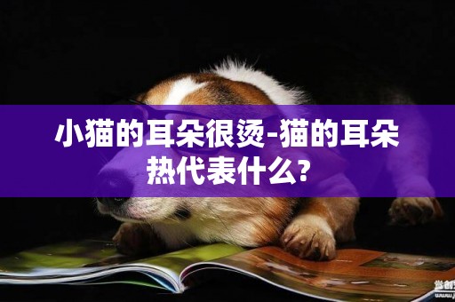 小貓的耳朵很燙-貓的耳朵熱代表什么?