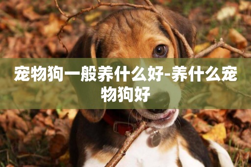 寵物狗一般養什么好-養什么寵物狗好