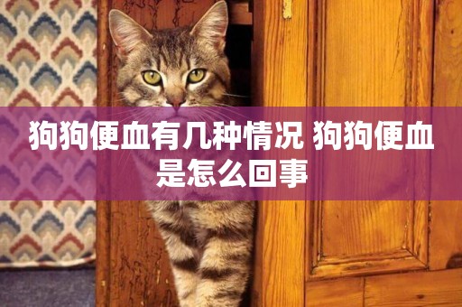 狗狗便血有幾種情況 狗狗便血是怎么回事