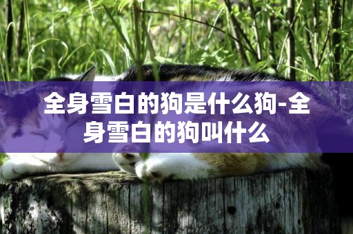 全身雪白的狗是什么狗-全身雪白的狗叫什么