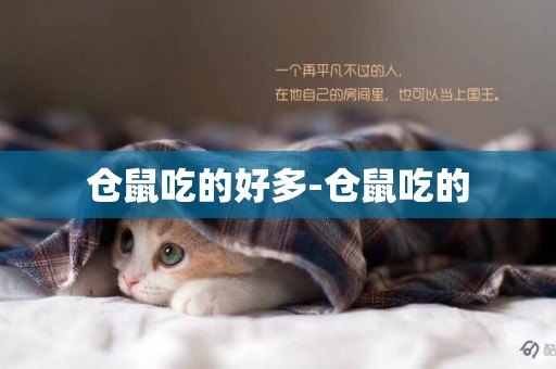 倉鼠吃的好多-倉鼠吃的