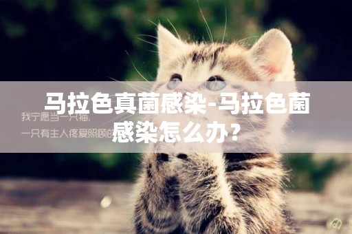 馬拉色真菌感染-馬拉色菌感染怎么辦？