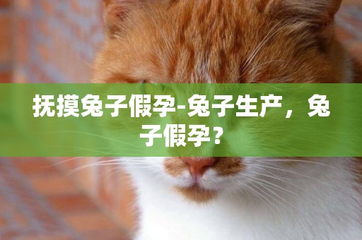 撫摸兔子假孕-兔子生產，兔子假孕？