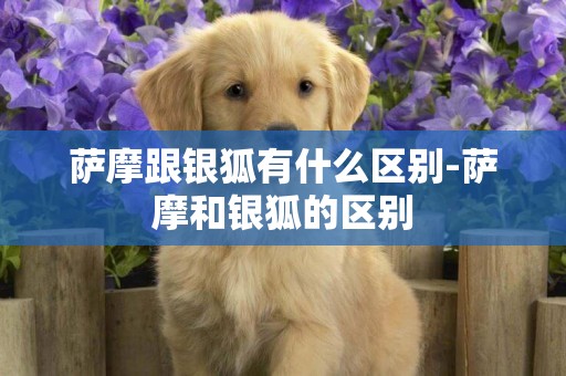 薩摩跟銀狐有什么區別-薩摩和銀狐的區別