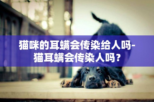 貓咪的耳螨會傳染給人嗎-貓耳螨會傳染人嗎？
