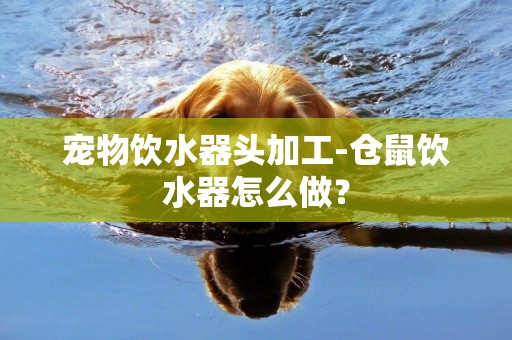 寵物飲水器頭加工-倉鼠飲水器怎么做？