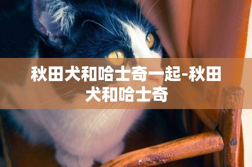 秋田犬和哈士奇一起-秋田犬和哈士奇