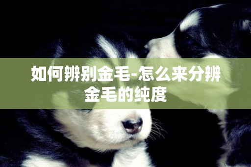 如何辨別金毛-怎么來分辨金毛的純度