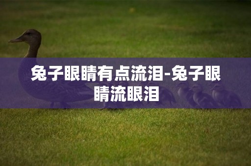 兔子眼睛有點流淚-兔子眼睛流眼淚