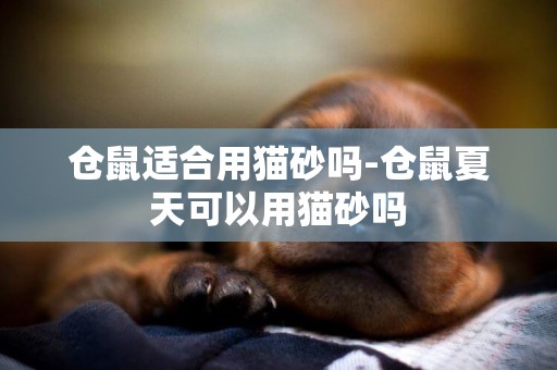 倉鼠適合用貓砂嗎-倉鼠夏天可以用貓砂嗎