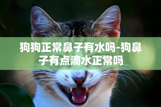 狗狗正常鼻子有水嗎-狗鼻子有點滴水正常嗎